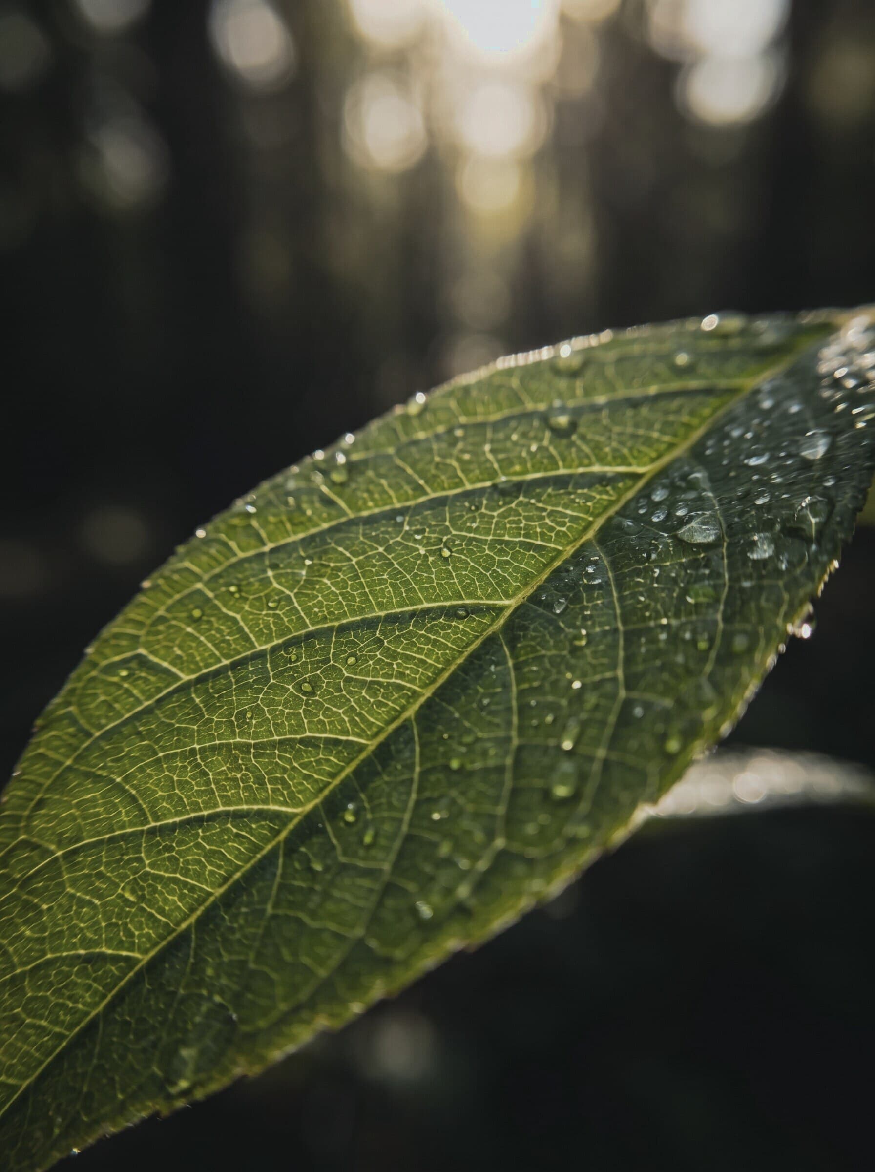 Macro de folha verde com veias e gotas de orvalho retroiluminada